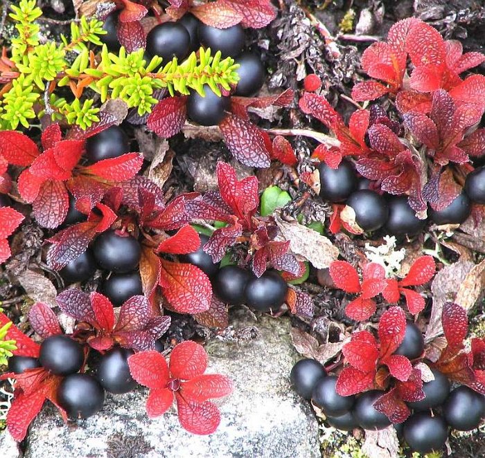 Arctostaphylos alpinus (2)
